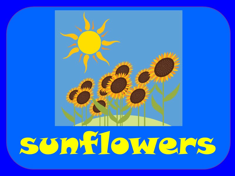 sunflowers